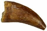 Serrated Raptor Tooth - Real Dinosaur Tooth #300889-1